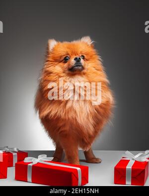 Uno Spitz Pomeraniano rosso carino si affaccia con uno sguardo espressivo, circondato da regali rossi su uno sfondo grigio scuro. Primo piano, spazio per la copia Foto Stock