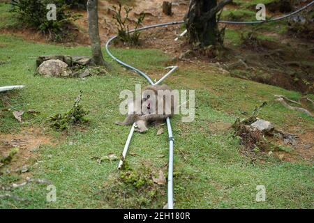 Adorabile macaco giapponese che gioca con la sua mamma sull'erba verde Foto Stock