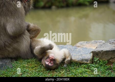 Adorabile macaco giapponese che gioca con la sua mamma su una roccia vicino ad un lago Foto Stock