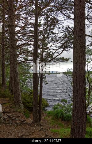 Guardando attraverso gli alberi di pino al bordo del Loch Morlich con le radici aggrovigliate a vista sul pavimento della foresta, in un giorno ventoso in maggio. Foto Stock