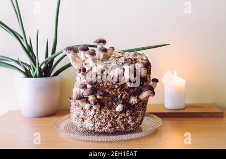 Funghi shiitake, edodi di Lentinula kit di crescita in cucina casa, la cultura dei funghi. Divertente hobby coltivare cibo in casa. Foto Stock