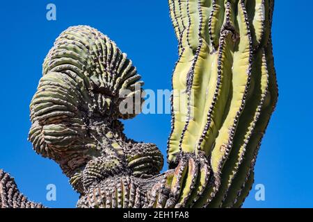 Vista ravvicinata della deformazione di crescita mostruosa a forma di ventola al cactus del cardon a Baja California, Messico Foto Stock