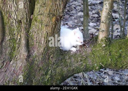 Un raro scoiattolo grigio albino che si nutre nell'albero sulla foresta Via Sussex Est tra Hartfield e Withyham Foto Stock