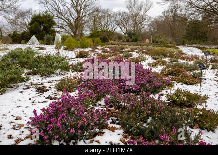 Viola Erica x darleyensis 'Lucie' fiorente nella neve nel paesaggio di Heather nel campo di Howard al giardino RHS, Wisley, Surrey in inverno Foto Stock