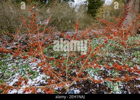 Rosso scuro ad arancio Hamamelis x intermedia 'Rubin' strega nocciola fioritura RHS Giardino, Wisley, Surrey in inverno con uno sfondo di neve e nevicate Foto Stock