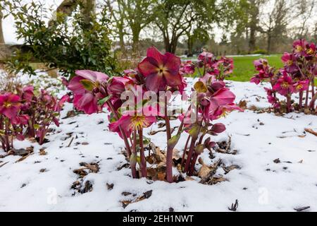 Purple hellebore HGC Ice 'n' Roses Red (Coseh 4100) fiorisce nella neve RHS Garden, Wisley, Surrey in inverno Foto Stock