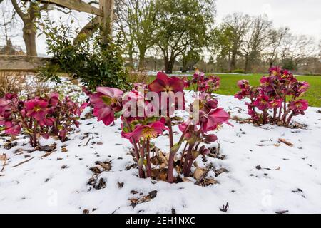 Purple hellebore HGC Ice 'n' Roses Red (Coseh 4100) fiorisce nella neve RHS Garden, Wisley, Surrey in inverno Foto Stock