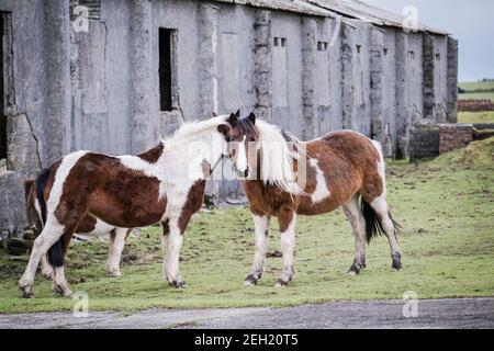 Iconici pony Bodmin al riparo dal vento dietro i resti Di un edificio in disuso sullo storico aeroporto RAF Davidstowe Su Bodmin Moor in Cornw Foto Stock