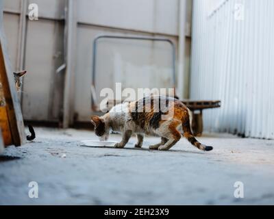 il gattino sporco mangia da un piatto sulla strada an camera abbandonata Foto Stock