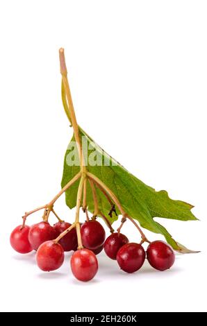 Bacche rosse di Viburnum (freccia legno), isolata su bianco Foto Stock