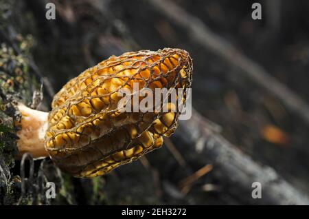 Fungo Morel che cresce in una foresta un anno dopo il fuoco di Caribou 2017. Kootenai National Forest, Montana nord-occidentale. (Foto di Randy Beacham) Foto Stock