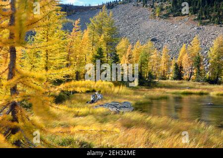 Linea di larice alpino il bordo del lago Davis nella zona panoramica del picco nord-ovest in autunno. Kootenai National Forest, Montana. (Foto di Randy Beacham) Foto Stock