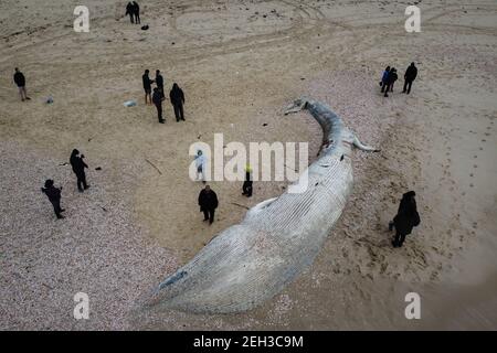 Riserva di Nitzanim, Israele. 19 Feb 2021. Una vista aerea di un vitello di balena di pinna morta lavato su una spiaggia a sud di Tel Aviv. Secondo i funzionari israeliani, non era chiaro cosa causasse la morte. Credit: Oren Ziv/dpa/Alamy Live News Foto Stock