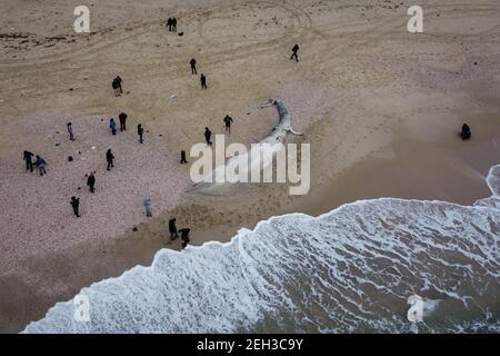 Riserva di Nitzanim, Israele. 19 Feb 2021. Una vista aerea di un vitello di balena di pinna morta lavato su una spiaggia a sud di Tel Aviv. Secondo i funzionari israeliani, non era chiaro cosa causasse la morte. Credit: Oren Ziv/dpa/Alamy Live News Foto Stock