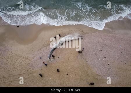 Riserva di Nitzanim, Israele. 19 Feb 2021. Una vista aerea di un vitello di balena di pinna morta lavato su una spiaggia a sud di Tel Aviv. Secondo i funzionari israeliani, non era chiaro cosa causasse la morte. Credit: Oren Ziv/dpa/Alamy Live News Foto Stock