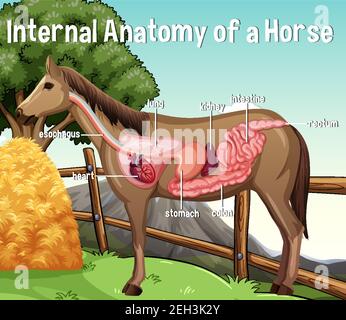 Anatomia interna di un cavallo con illustrazione dell'etichetta Illustrazione Vettoriale