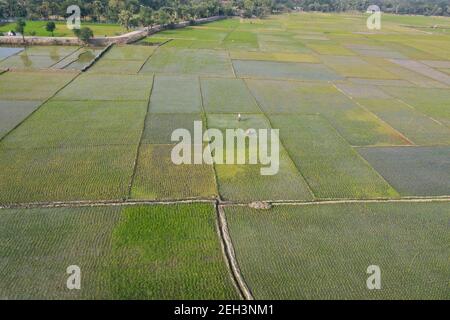 Khulna, Bangladesh - 04 febbraio 2021: Veduta aerea del campo di risaie verde di Paikkacha a Khulna, Bangladesh. Circa 60 per cento della popolazione i Foto Stock