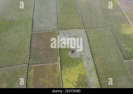 Khulna, Bangladesh - 04 febbraio 2021: Veduta aerea del campo di risaie verde di Paikkacha a Khulna, Bangladesh. Circa 60 per cento della popolazione i Foto Stock