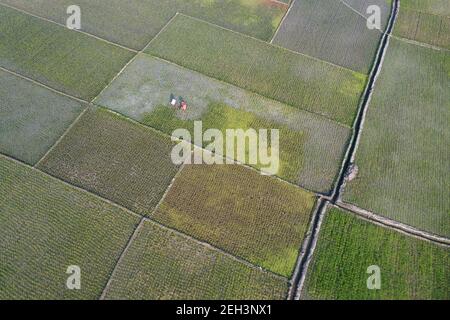 Khulna, Bangladesh - 04 febbraio 2021: Veduta aerea del campo di risaie verde di Paikkacha a Khulna, Bangladesh. Circa 60 per cento della popolazione i Foto Stock