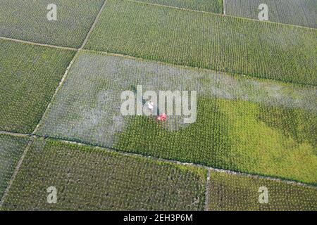 Khulna, Bangladesh - 04 febbraio 2021: Veduta aerea del campo di risaie verde di Paikkacha a Khulna, Bangladesh. Circa 60 per cento della popolazione i Foto Stock