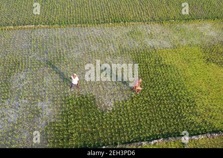 Khulna, Bangladesh - 04 febbraio 2021: Veduta aerea del campo di risaie verde di Paikkacha a Khulna, Bangladesh. Circa 60 per cento della popolazione i Foto Stock