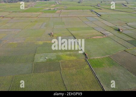 Khulna, Bangladesh - 04 febbraio 2021: Veduta aerea del campo di risaie verde di Paikkacha a Khulna, Bangladesh. Circa 60 per cento della popolazione i Foto Stock