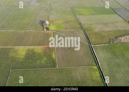 Khulna, Bangladesh - 04 febbraio 2021: Veduta aerea del campo di risaie verde di Paikkacha a Khulna, Bangladesh. Circa 60 per cento della popolazione i Foto Stock