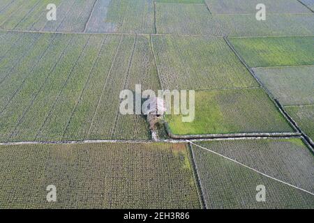 Khulna, Bangladesh - 04 febbraio 2021: Veduta aerea del campo di risaie verde di Paikkacha a Khulna, Bangladesh. Circa 60 per cento della popolazione i Foto Stock