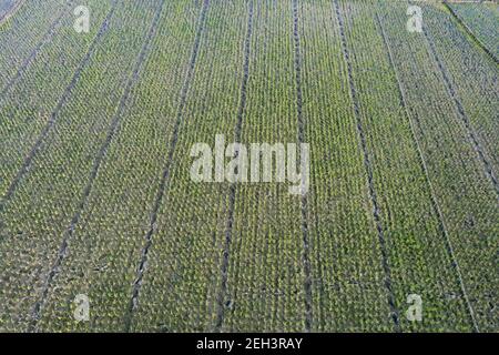 Khulna, Bangladesh - 04 febbraio 2021: Veduta aerea del campo di risaie verde di Paikkacha a Khulna, Bangladesh. Circa 60 per cento della popolazione i Foto Stock