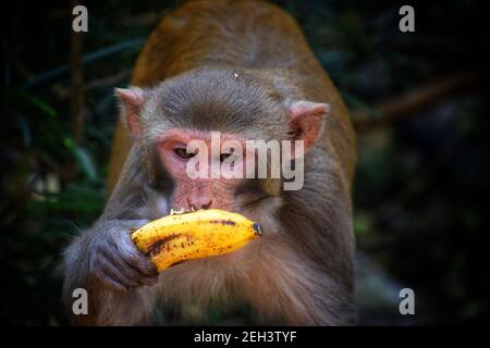 scimmia macaque nella giungla indiana macaque scimmia isolato fauna selvatica hd Foto Stock