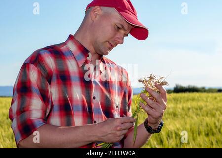 Coltivatore o agronomo in piedi nel campo di grano che esamina la radice di una pianta di grano dopo che ha piantato. Lavoratore agricolo che stima il rendimento. Foto Stock