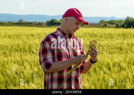 Coltivatore o agronomo in piedi nel campo di grano che esamina la radice di una pianta di grano dopo che ha piantato. Lavoratore agricolo che stima il rendimento. Foto Stock