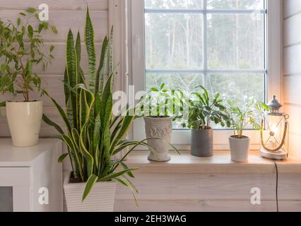 Gruppo di piante casalinghe su davanzale di legno bianco in una camera in stile scandinavo. Stile di vita della decorazione domestica Foto Stock