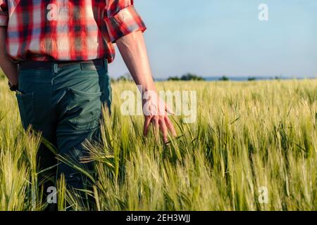 Coltivatore o agronomo che controlla il raccolto di grano prima di raccolto. Mani che toccano i grani di grano di maturazione all'inizio dell'estate. Primo piano. Foto Stock