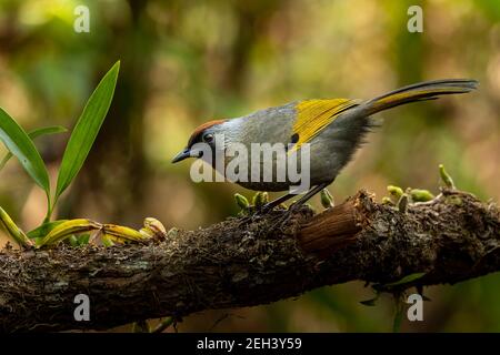 Laughingthrush dalle orecchie d'argento che si insita su un perch che guarda in lontananza Foto Stock