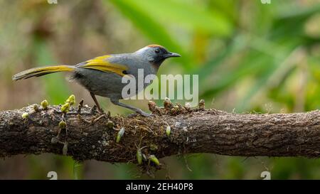 Laughingthrush dalle orecchie d'argento che si insita su un perch che guarda in lontananza Foto Stock