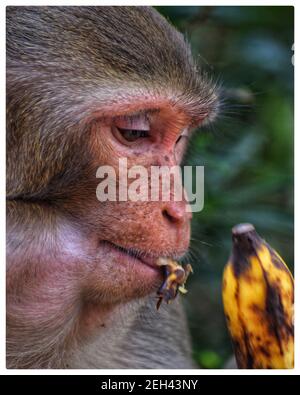 Macaque scimmia mangiare banana in india macaque scimmia alimentazione dentro giungla indiana Foto Stock