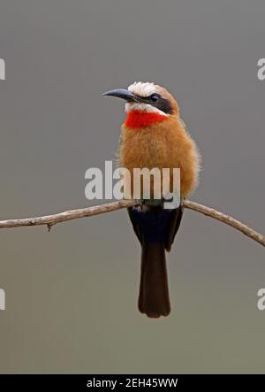 Bee-Eater (merops bullockoides bullockoides) con facciata bianca, adulto appollaiato sul lago Twig Naivasha, Kenya Ottobre Foto Stock