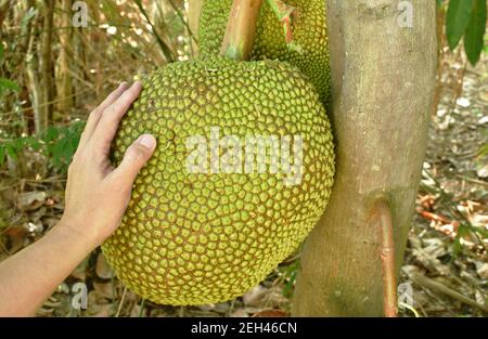 mano che tiene la frutta di jac che cresce appesa dal ramo su albero in azienda Foto Stock