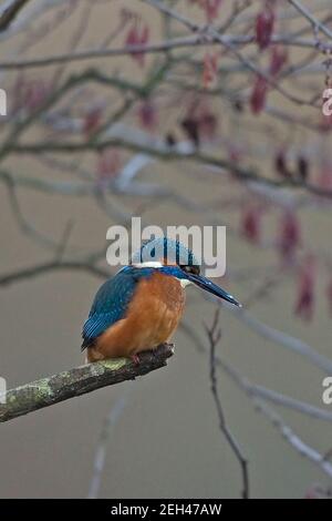 Common Kingfisher (Alcedo atthis) Foto Stock