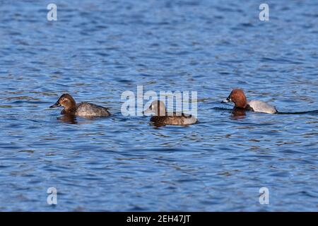 Scaup (Aythya marila) primo inverno con Pochard (Aythya ferina) Foto Stock