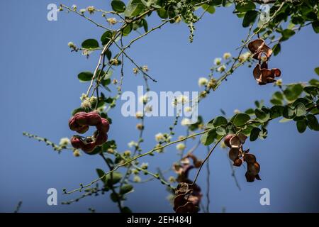 Manila tamarind frutta su albero, frutta tropicale. Foto Stock