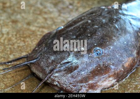 Desi magur pesce in mano desi magur pesce cultura in unità di biofloc interna chiarisce la coltura dei pesci in india Foto Stock