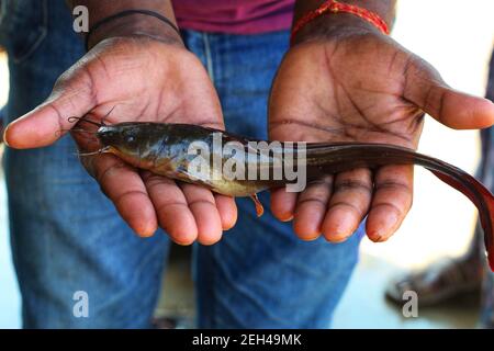 Desi magur pesce in mano desi magur pesce cultura in unità di biofloc interna chiarisce la coltura dei pesci in india Foto Stock