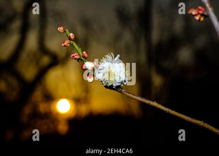 La prugna fiorisce al tramonto Foto Stock