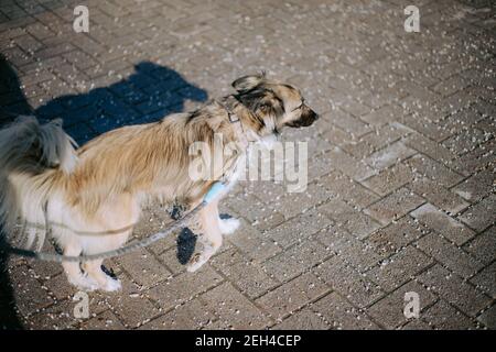 Cane legato su un guinzaglio che cammina sul marciapiede Foto Stock