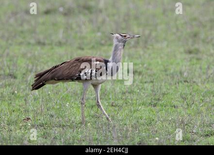 Kori Bustard (Ardeotis kori struthiunculus) Adulti camminando sulla pianura Tsavo West NP, Kenya Novembre Foto Stock