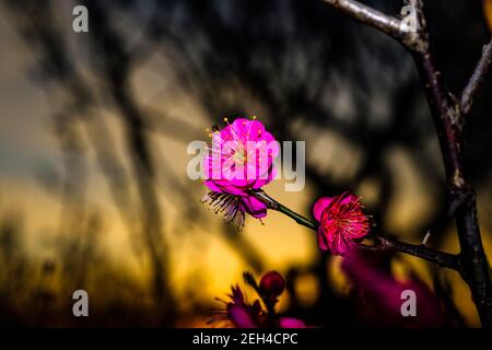 La prugna fiorisce al tramonto Foto Stock