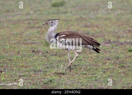 Kori Bustard (Ardeotis kori struthiunculus) Adulti camminando sulla pianura Tsavo West NP, Kenya Novembre Foto Stock