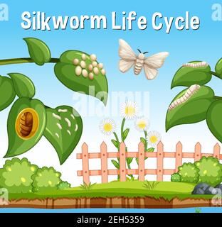 Font Silkworm Life Cycle nell'illustrazione di una scena da giardino Illustrazione Vettoriale